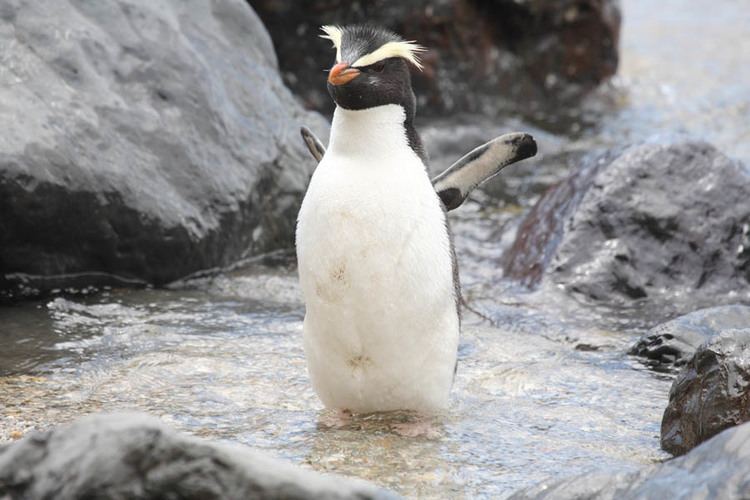 Fiordland penguin Fiordland Crested Penguins