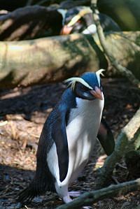 Fiordland penguin httpsuploadwikimediaorgwikipediacommons55