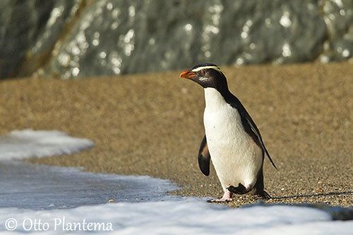 Fiordland penguin Fiordland Penguin