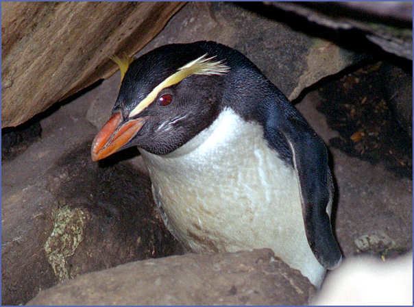 Fiordland penguin Penguinnetnz Fiordland crested