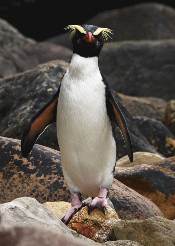 Fiordland penguin thefiordlandcrestedpenguin New Zealand Endangered Species