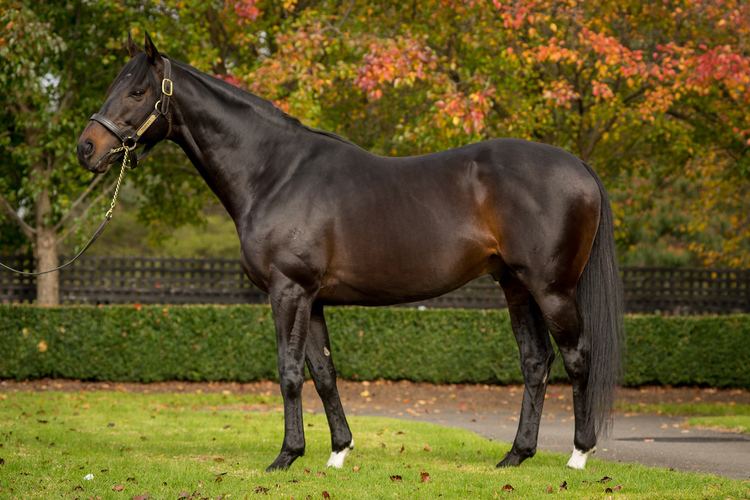 Fiorente Stallions Fiorente