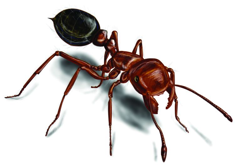 Fire ant Fire Ants Red Fire Ant Control amp Facts Orkincom