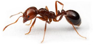 Fire ant Mosquito Barrier Fire Ant Control