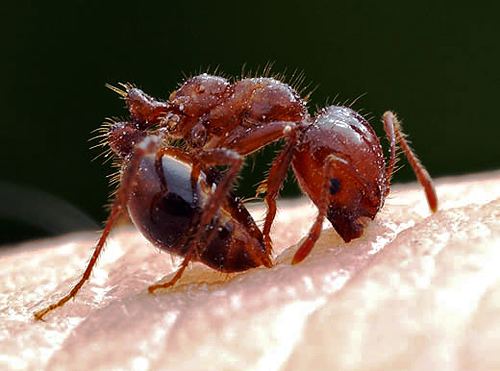 Fire ant CISR Red Imported Fire Ant