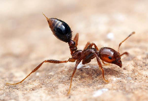 Fire ant Fire ant supergene controls social behavior Ars Technica