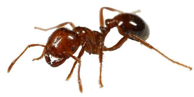 Fire ant Fire Ants