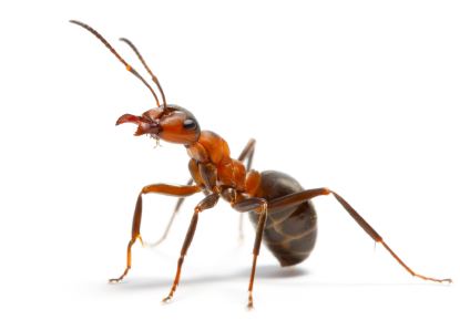 Fire ant Fire Ant Services