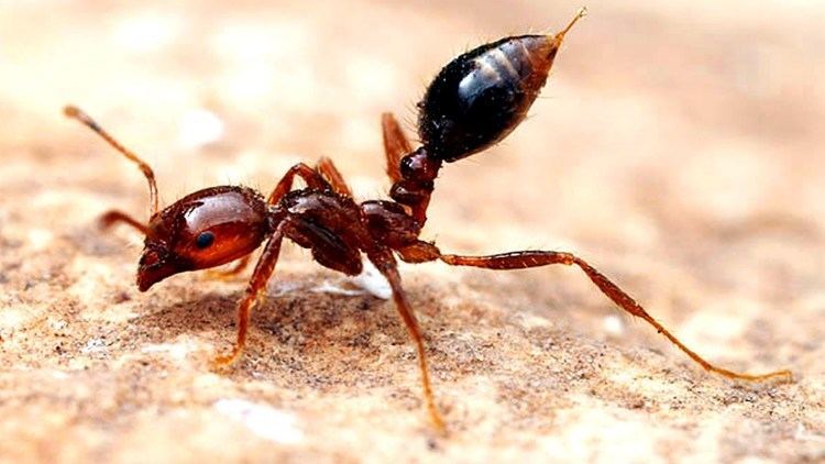 Fire ant Why Fire Ants are Amazing YouTube