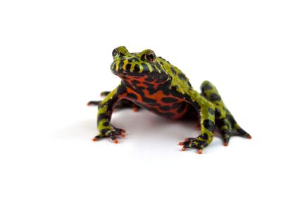 Fire-bellied toad Fire Bellied Toad for Sale Reptiles for Sale