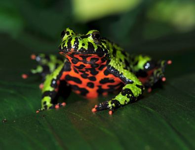 Fire-bellied toad httpssmediacacheak0pinimgcomoriginals83