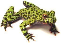 Fire-bellied toad firebelliedtoadwid260