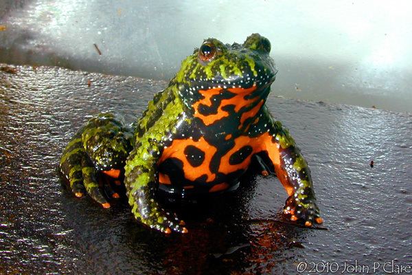 Fire-bellied toad Fire Belly Toads by Chloe Stevenson on Prezi