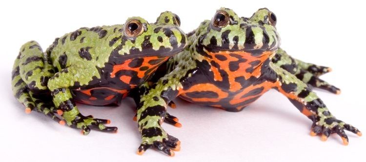 Fire-bellied toad Firebellied toads shutterstock1724199jpg