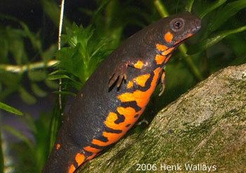 Fire belly newts Caudata Culture Species Entry Cynops cyanurus