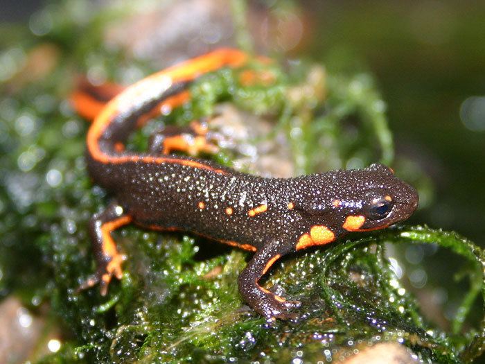 Fire belly newts Cynops pyrrhogaster Japanese firebellied newt