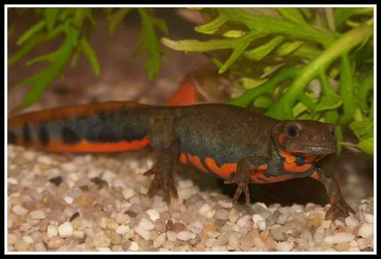 Fire belly newts CalPhotos Cynops cyanurus Bluetailed Firebellied Newt