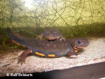 Fire belly newts Caudata Culture Species Entry Cynops cyanurus