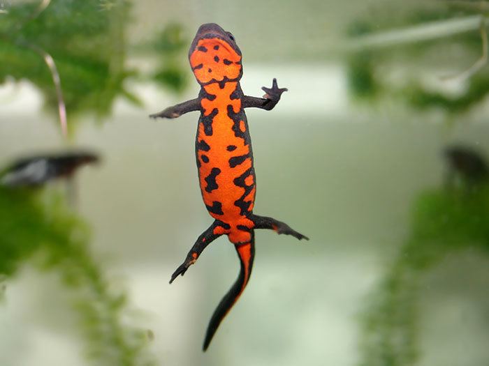 Fire belly newts CalPhotos Cynops orientalis Chinese Fire Belly Newt