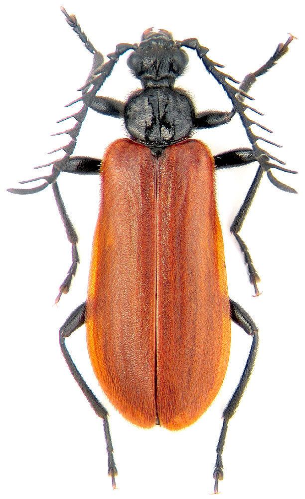 Fire-coloured beetle httpswwwzinruanimaliacoleopteraimageskvm