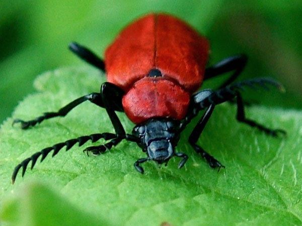 Fire-coloured beetle Pyrochroidae Firecoloured beetles Overview arthropodafotosde