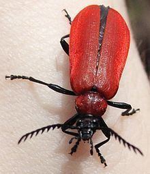 Fire-coloured beetle Firecoloured beetle Wikipedia