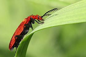 Fire-coloured beetle Firecoloured beetle Wikipedia