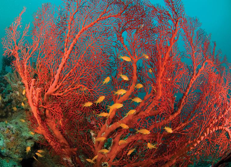 Fire coral 1000 images about Marine Science Fire Coral on Pinterest Facts