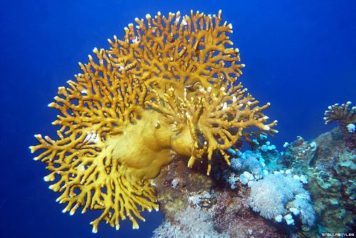 Fire coral 9Critically Endangered Species in India do it now buddy