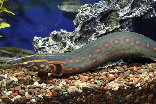 Fire eel The Brackish Tank Fire Eel Genus Mastacembelus Species M