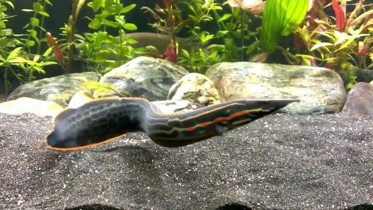 Fire eel Fire eel in aquascaped predator community HD YouTube