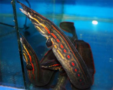 Fire eel Fire Eel Aquarium Hobbyist Social Networking Community