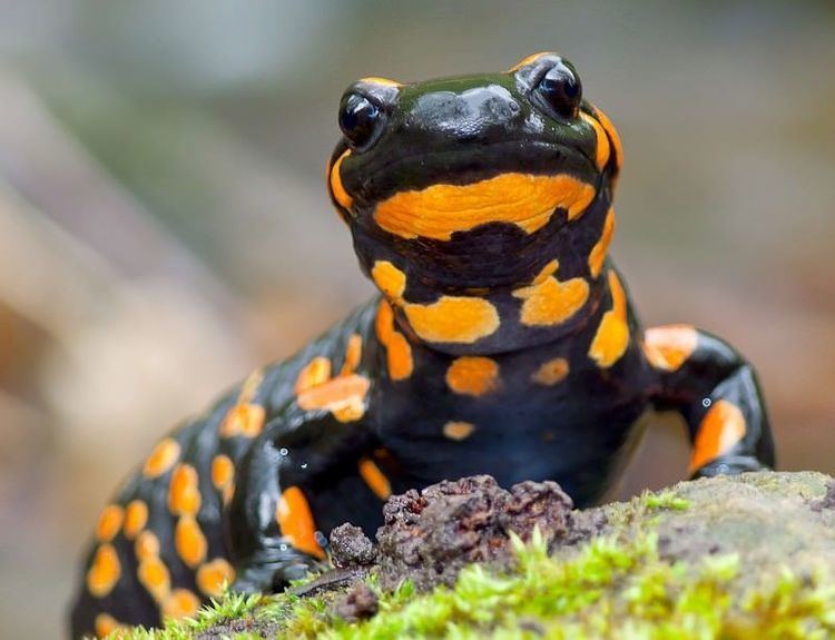 Fire salamander Skineating fungus is wiping out fire salamanders New Scientist