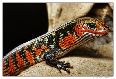 Fire skink The Fire Skink of Western Africa The Featured Creature
