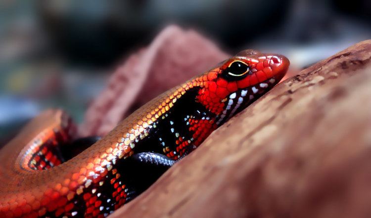 Fire skink The Fire Skink of Western Africa Featured Creature