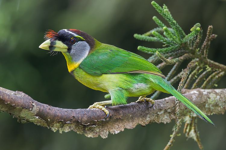 Fire-tufted barbet Firetufted Barbet at Fraser39s Hill Francis Yap Nature Photography