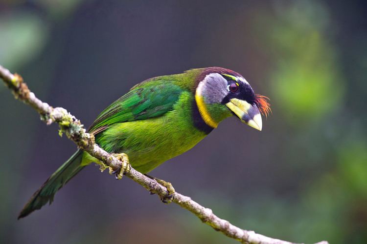 Fire-tufted barbet danielwee Photo Keywords fire tufted barbet