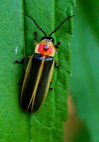 Firefly Firefly Lampyridae Photinus BugGuideNet