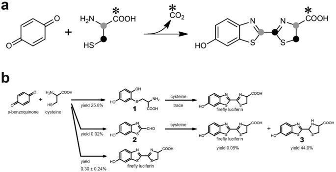 Firefly luciferin Onepot nonenzymatic formation of firefly luciferin in a neutral