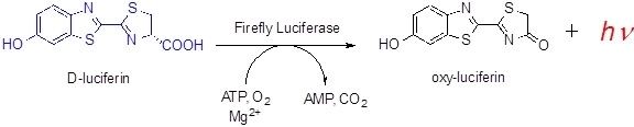 Firefly luciferin Firefly Luciferin Goryo Chemical Inc