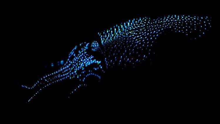 Firefly squid Now Is the Time to See Squid That Glow Like Fireflies The New York