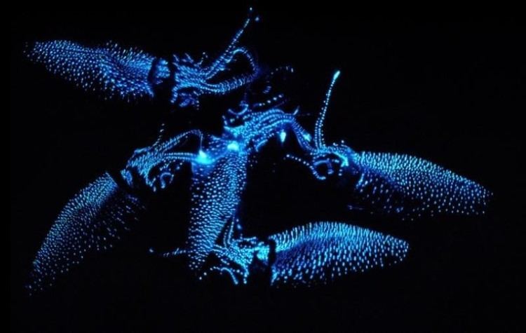 Firefly squid What Are These Glowing Creatures in Toyama Bay Japan Info