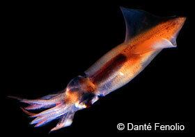Firefly squid wwwseaskyorgdeepseaassetsimagesfireflysqui