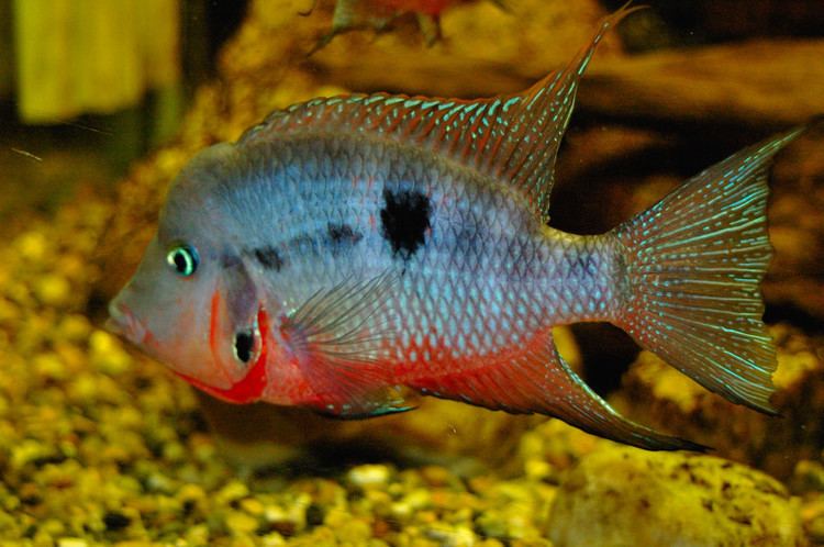Firemouth cichlid Firemouth Cichlid The Care Feeding and Breeding of Firemouth