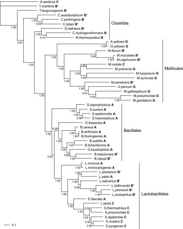 Firmicutes Bayesian phylogenetic tree of 49 species in the firmicutes A