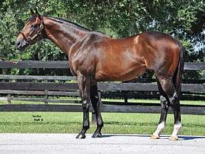 First Dude (horse) What do First Dude offspring have in common A stallion to watch