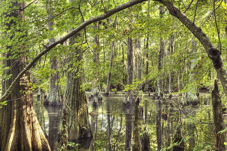 First Landing State Park Alchetron The Free Social Encyclopedia