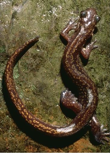 Fischer's clawed salamander helpanimalucozruph4616244233jpg