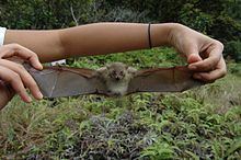 Fischer's pygmy fruit bat httpsuploadwikimediaorgwikipediacommonsthu