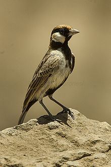 Fischer's sparrow-lark httpsuploadwikimediaorgwikipediacommonsthu